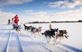 20km Husky sleigh ride adventure