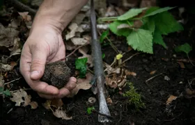Burgundy truffle hunting demonstration and truffle lunch
