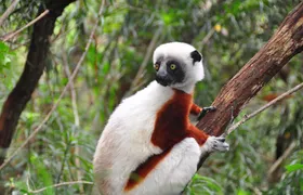 3-Day Private Tour to Andasibe National Park 