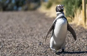 Penguin reserve private tour in Punta Tombo from Puerto Madryn