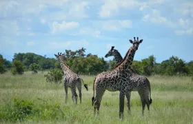 2 Days 1 Night Mikumi National Park from Dar es salaam