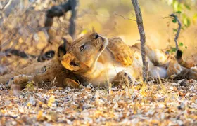 Nyerere National Park two-day safari with bush walk and boat cruise