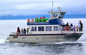Victoria Whale Watching Cruise with Expert Naturalists