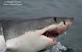 Half-Day White Shark Cage Diving from Gansbaai