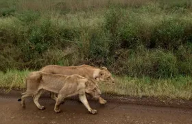 Half Day Nairobi National Park
