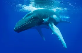 Dunsborough Whale Watching Eco Tour