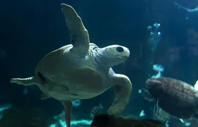 Acuario de Gijón Skip-the-Line Tickets