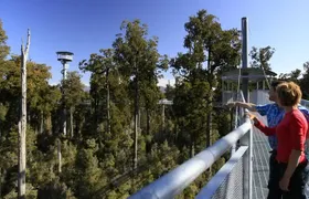 West Coast Tree Top Walk Experience