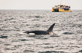 Vancouver Half-Day Whale Watching Adventure with Free Photos