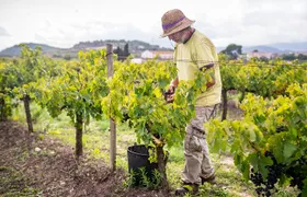 From Villa de Leyva Vineyard Tour
