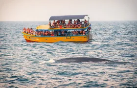 Mirissa Whale Watching Tour From Koggala