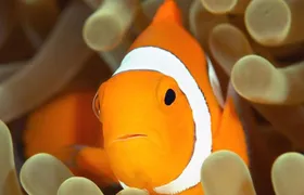 Cattolica Aquarium entrance tickets