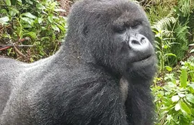 3 Days Rwanda Gorilla Trekking