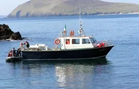 Dolphin and Whale Watching Tour from Dingle