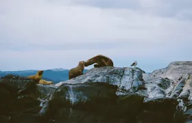 Beagle Channel Navigation