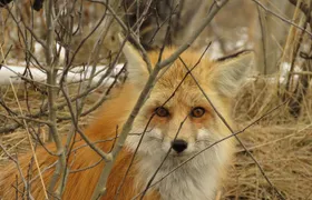 Grand Teton National Park - Sunset Guided Tour from Jackson Hole