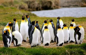 King Penguin Nature Reserve - Tierra del Fuego Island