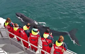 Whale Watching from Downtown Akureyri