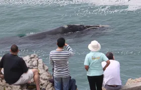 Whale Watching Walking Tours (Land-Based) - from 15th JUNE 2026