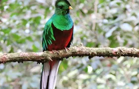 Monteverde Cloud Forest Tour 