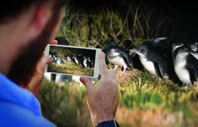 Guided Evening Penguin Viewing Otago Peninsula, Dunedin, New Zealand