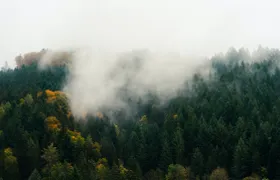 Culture and traditions private hike through the Black Forest