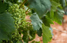 Haft-day Winery tour from Zaragoza