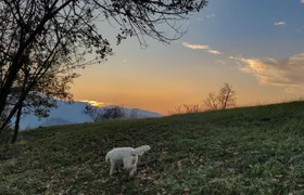 Truffle Hunting with Tasting in Gavi