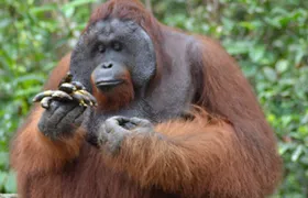 Orangutan Safari Kelotok Houseboat 3 Days 2 Nights Private