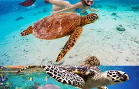 St John's snorkel with sea turtles at Green Island