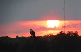 2-Hour Sunset Safari Eco Cruise on the Osprey from Cape May