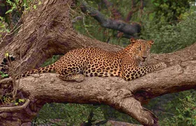 Exclusive : Full Day Leopard Safari at Yala National Park