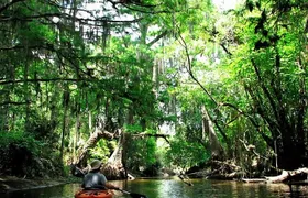 Wild & Scenic Loxahatchee River Guided Tour