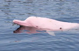 Pink Dolphin Spotting & Pig Island Speedboat Tour From Koh Samui
