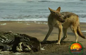 Sandwich Harbour & Seal Colony Full Day 4x4 Tour