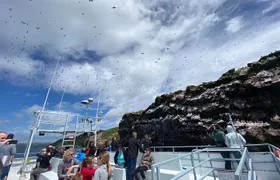 2 Hours Guided Whale and Bird Boat Tour in Bay Bulls