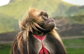 Addis Ababa: Debre Libanos, Blue Nile Gorge, and Cave Tour