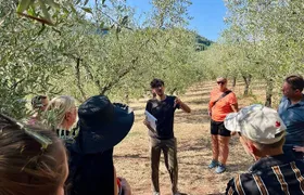Guided tours of the olive grove with oil tasting.