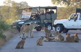 All Inclusive 3 Day Kruger Safari Adventure From Johannesburg