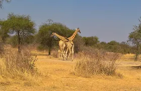 SAFARI - Zakouma National Park