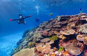 Okinawa: Scuba Diving Tour with Wagyu Lunch and English guide