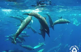 Dolphin and Whale Watching Tour in Drake Bay as seen on National Geographic