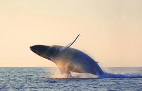 Charlevoix whale watching cruise