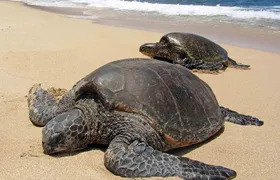 Sukamade Turtle Land Beach (2D1N)