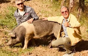 Visit to the Cinta Senese farm in Montepulciano