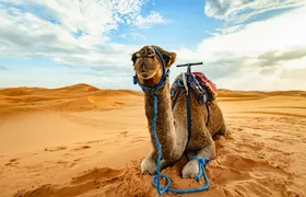 Doha desert safari, camel ride, sandboarding and Inland Sea