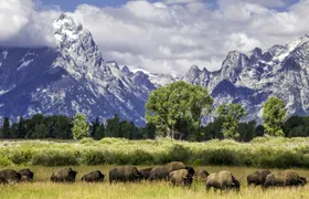 Summer and fall wildlife sunset safari from Jackson Hole