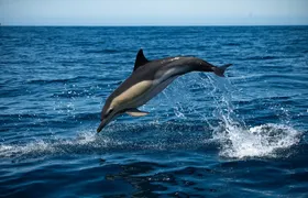 Observation DE dolphins and whales with marine biologist in Arrábida
