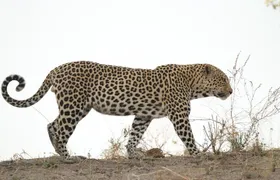 7 Nights / 8 Days Delta Miracle Trip 