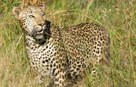 Kruger National Park, Safari Game Drive.